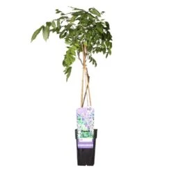 Wisteria Prolific – Blauwe Regen – Pot 15 CM - Hoogte 60-70 CM