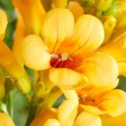 Campsis Gold Trumpet - Trompetbloem - ⌀ 15 Cm - ↕60-70 Cm -VIDAXL || Prosperplast || Decoris Winkel 1000047393 0103