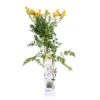 Campsis Gold Trumpet - Trompetbloem - ⌀ 15 Cm - ↕60-70 Cm -VIDAXL || Prosperplast || Decoris Winkel 1000047393