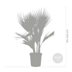 2x Washingtonia Robusta - Mexicaanse Waaierpalm - ⌀21 Cm - ↕80-100 Cm -VIDAXL || Prosperplast || Decoris Winkel 1000048186 0103
