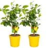 2x Citrus Limon - Citroenboom - ⌀19 Cm - ↕60-70 Cm -VIDAXL || Prosperplast || Decoris Winkel 1000048551