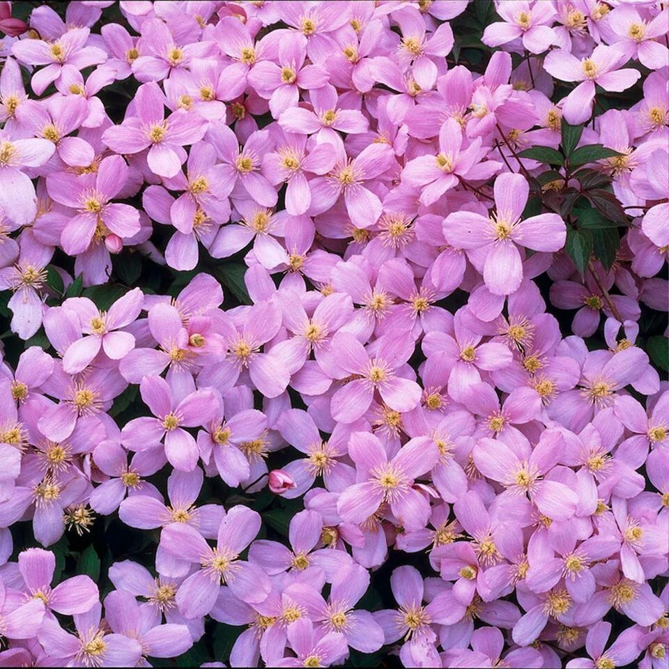 Clematis Montana Var. 'Rubens' – Bosrank- ⌀15 Cm - ↕60-70 Cm 5 Clematis Montana Var. 'Rubens' – Bosrank- ⌀15 Cm - ↕60-70 Cm - Afbeelding 3