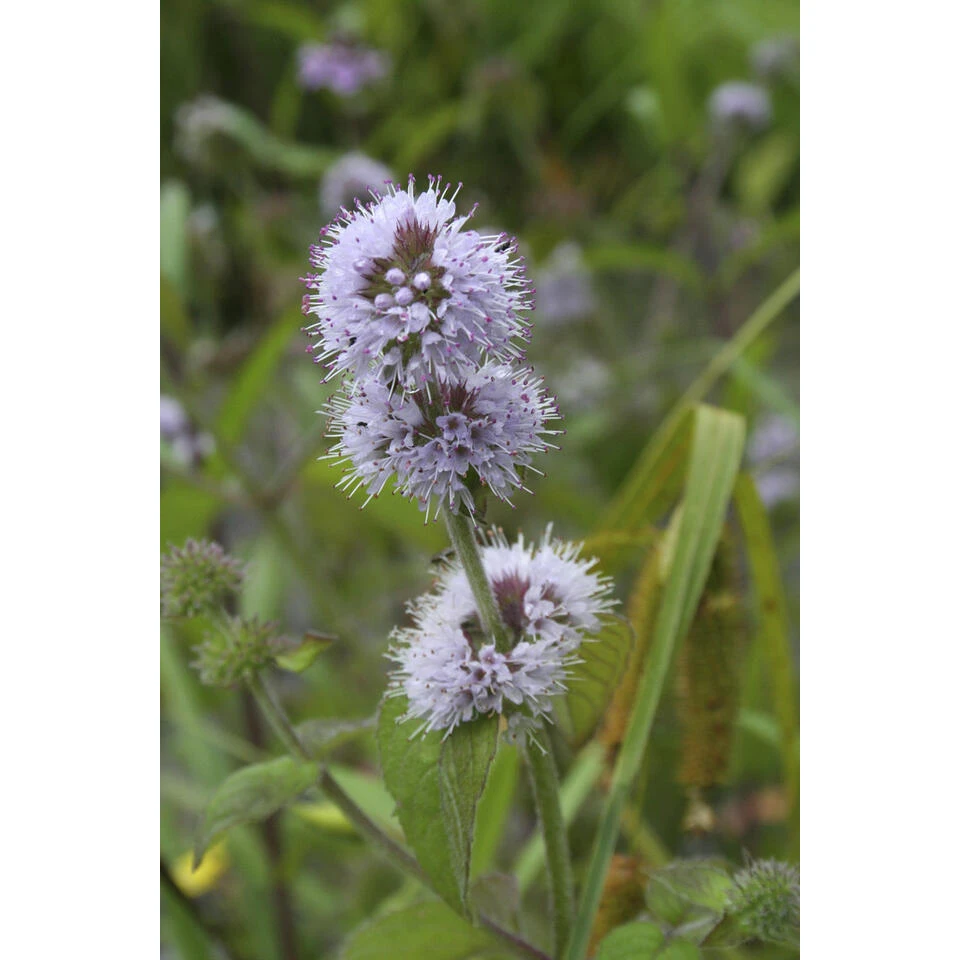 3x Watermunt - Mentha Aquatica - Vijverplant - ⌀ 9 Cm - ↕ 10-20 Cm 4 3x Watermunt - Mentha Aquatica - Vijverplant - ⌀ 9 Cm - ↕ 10-20 Cm - Afbeelding 2