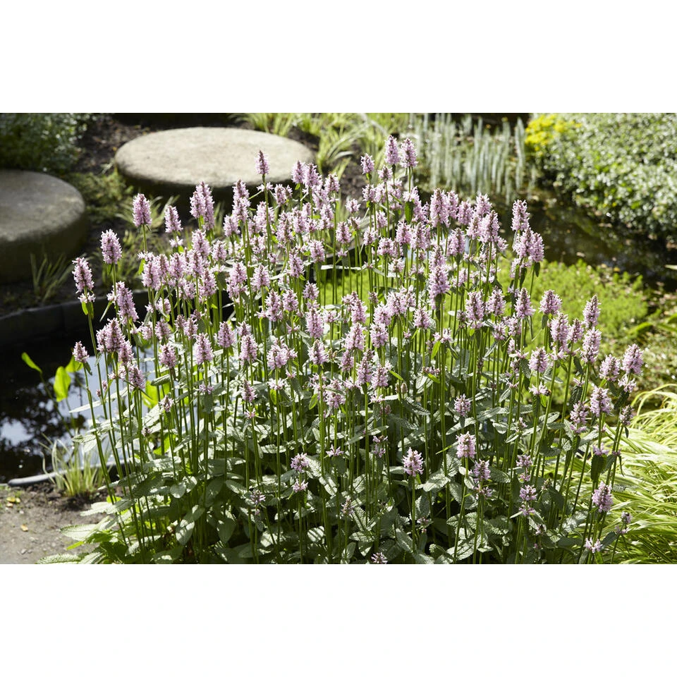 3x Watermunt - Mentha Aquatica - Vijverplant - ⌀ 9 Cm - ↕ 10-20 Cm 5 3x Watermunt - Mentha Aquatica - Vijverplant - ⌀ 9 Cm - ↕ 10-20 Cm - Afbeelding 3