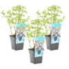 3x Watermunt - Mentha Aquatica - Vijverplant - ⌀ 9 Cm - ↕ 10-20 Cm 2 3x Watermunt - Mentha Aquatica - Vijverplant - ⌀ 9 Cm - ↕ 10-20 Cm -VIDAXL || Prosperplast || Decoris Winkel 1000048685