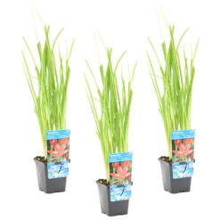 3x Roze Koffielelie - Schizostylis Mrs Hegarty ⌀ 9 Cm - ↕ 10-20 Cm