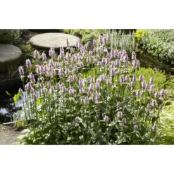 Watermunt - Mentha Aquatica - Per 6 Stuks ⌀ 9 Cm - ↕ 10-20 Cm -VIDAXL || Prosperplast || Decoris Winkel 1000048689 0102