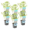 Watermunt - Mentha Aquatica - Per 6 Stuks ⌀ 9 Cm - ↕ 10-20 Cm -VIDAXL || Prosperplast || Decoris Winkel 1000048689