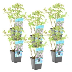 Watermunt - Mentha Aquatica - Per 6 Stuks ⌀ 9 Cm - ↕ 10-20 Cm