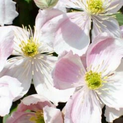 2x Clematis Fenne – Bosrank – Pot 15 CM - Hoogte 60-70 CM -VIDAXL || Prosperplast || Decoris Winkel 1000048824 0103