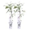 2x Clematis Fenne – Bosrank – Pot 15 CM - Hoogte 60-70 CM -VIDAXL || Prosperplast || Decoris Winkel 1000048824