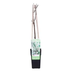 Wisteria Alba – Blauwe Regen - Wit –⌀17 Cm – ↕60-70 Cm