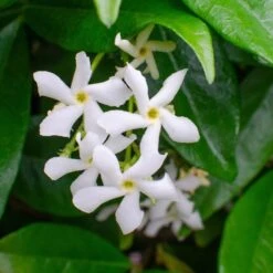 3x Trachelospermum Jasminoides – Toscaanse Jasmijn – ⌀9 Cm - ↕15-20 Cm -VIDAXL || Prosperplast || Decoris Winkel 1000055018 0103
