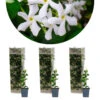 3x Trachelospermum Jasminoides – Toscaanse Jasmijn – ⌀9 Cm - ↕15-20 Cm -VIDAXL || Prosperplast || Decoris Winkel 1000055018