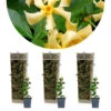 3x Trachelospermum 'Star Of Toscany' – ⌀9 Cm - ↕15-20 Cm -VIDAXL || Prosperplast || Decoris Winkel 1000055024