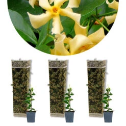 3x Trachelospermum 'Star Of Toscany' – ⌀9 Cm - ↕15-20 Cm