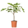 Ficus Carica - Vijgenboom - ⌀17 Cm - ↕60-70 Cm -VIDAXL || Prosperplast || Decoris Winkel 1000068299