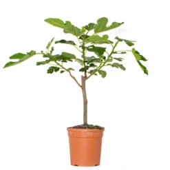Ficus Carica - Vijgenboom - β17 Cm - β60-70 Cm
