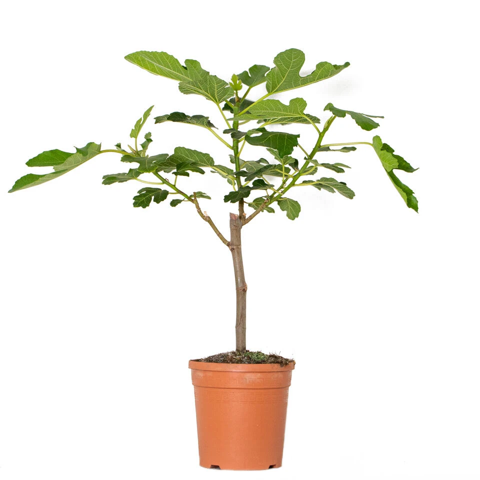 Ficus Carica - Vijgenboom - ⌀17 Cm - ↕60-70 Cm 3 Ficus Carica - Vijgenboom - ⌀17 Cm - ↕60-70 Cm