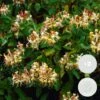 2x Lonicera Henryi – Kamperfoelie – Pot 15 CM - Hoogte 60-70 CM -VIDAXL || Prosperplast || Decoris Winkel 1000068305