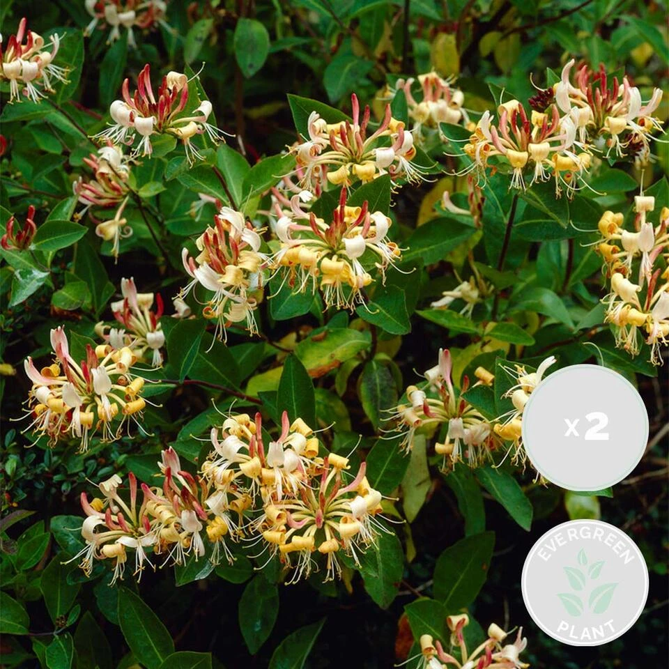 2x Lonicera Henryi – Kamperfoelie – Pot 15 CM - Hoogte 60-70 CM 3 2x Lonicera Henryi – Kamperfoelie – Pot 15 CM - Hoogte 60-70 CM