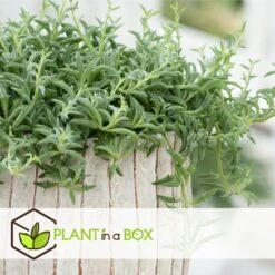 VIDAXL || Prosperplast || Decoris Winkel -VIDAXL || Prosperplast || Decoris Winkel 1000081951 0102