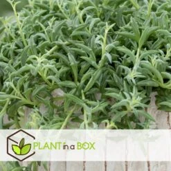Senecio Peregrinus - Set Van 2 - Pot 12cm - Hoogte 10-20cm -VIDAXL || Prosperplast || Decoris Winkel 1000081951 0103