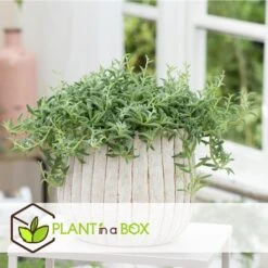 Senecio Peregrinus - Set Van 2 - Pot 12cm - Hoogte 10-20cm -VIDAXL || Prosperplast || Decoris Winkel 1000081951 0104