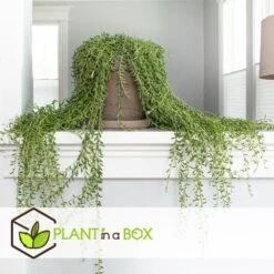 Senecio Radicans - Set Van 2 - String Of Bananas - Pot 12cm - Hoogte 10-20cm -VIDAXL || Prosperplast || Decoris Winkel 1000081970 0103