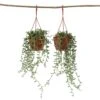 Senecio Radicans - Set Van 2 - String Of Bananas - Pot 12cm - Hoogte 10-20cm -VIDAXL || Prosperplast || Decoris Winkel 1000081970