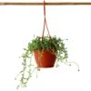 Senecio Peregrinus - Pot 12cm - Hoogte 10-20cm -VIDAXL || Prosperplast || Decoris Winkel 1000081993