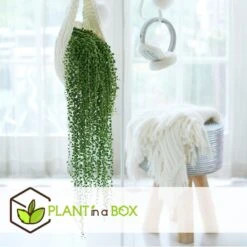 Senecio Rowleyanus 'String Of Pearls' - Pot 12cm - Hoogte 10-20cm -VIDAXL || Prosperplast || Decoris Winkel 1000082020 0103