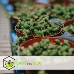 Senecio Rowleyanus 'String Of Pearls' - Pot 12cm - Hoogte 10-20cm -VIDAXL || Prosperplast || Decoris Winkel 1000082020 0104