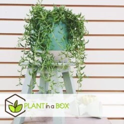 Senecio Radicans - String Of Bananas - Pot 12cm - Hoogte 10-20cm -VIDAXL || Prosperplast || Decoris Winkel 1000082170 0104