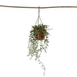 Senecio Radicans - String Of Bananas - Pot 12cm - Hoogte 10-20cm