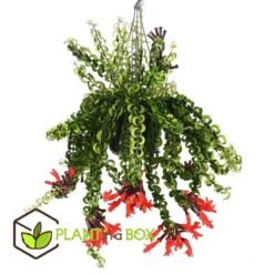 Aeschynantus Twister - Pot 15cm - Hoogte 20-30cm 7 Aeschynantus Twister - Pot 15cm - Hoogte 20-30cm -VIDAXL || Prosperplast || Decoris Winkel 1000082207 0102