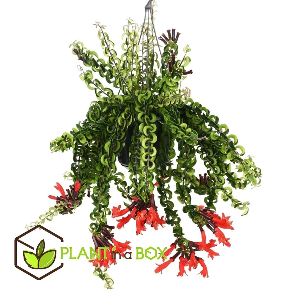 Aeschynantus Twister - Pot 15cm - Hoogte 20-30cm 4 Aeschynantus Twister - Pot 15cm - Hoogte 20-30cm - Afbeelding 3