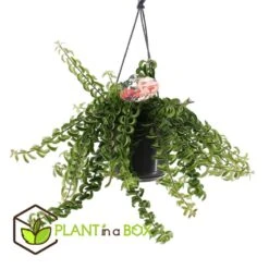 Aeschynantus Twister - Pot 15cm - Hoogte 20-30cm 8 Aeschynantus Twister - Pot 15cm - Hoogte 20-30cm -VIDAXL || Prosperplast || Decoris Winkel 1000082207 0103