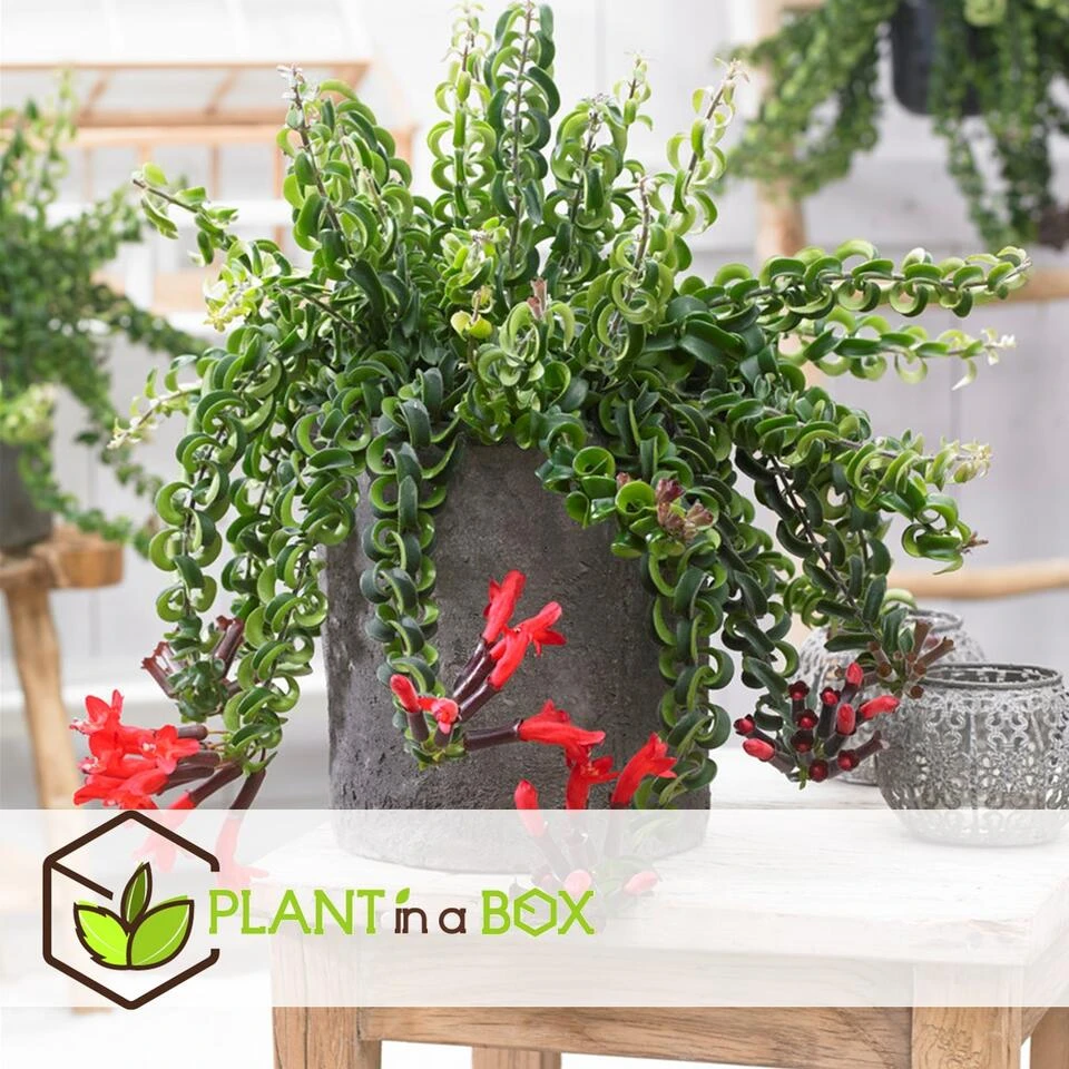 Aeschynantus Twister - Pot 15cm - Hoogte 20-30cm 3 Aeschynantus Twister - Pot 15cm - Hoogte 20-30cm - Afbeelding 2