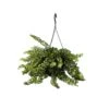 Aeschynantus Twister - Pot 15cm - Hoogte 20-30cm 1 Aeschynantus Twister - Pot 15cm - Hoogte 20-30cm -VIDAXL || Prosperplast || Decoris Winkel 1000082207