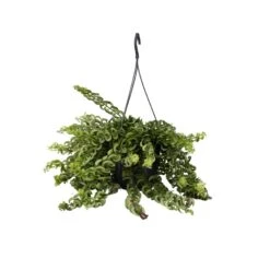 Aeschynantus Twister - Pot 15cm - Hoogte 20-30cm