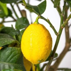 Citrus Lemon - Citroenboom - Pot 21 - Hoogte 70-80 CM -VIDAXL || Prosperplast || Decoris Winkel 1000095891 0103