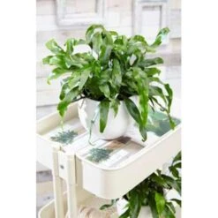 VIDAXL || Prosperplast || Decoris Winkel -VIDAXL || Prosperplast || Decoris Winkel 1216681932 0101