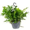Javavaren - Microsorum Hangpot P17H20 2 Javavaren - Microsorum Hangpot P17H20 -VIDAXL || Prosperplast || Decoris Winkel 1216681932