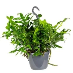 Javavaren - Microsorum Hangpot P17H20