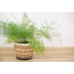 Asparagus 'Sprengeri' - Asgeplant In Hangpot - Pot 17 Cm -Hoogte 20 Cm -VIDAXL || Prosperplast || Decoris Winkel 1223122245 0102