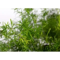 Asparagus 'Sprengeri' - Asgeplant In Hangpot - Pot 17 Cm -Hoogte 20 Cm -VIDAXL || Prosperplast || Decoris Winkel 1223122245 0103