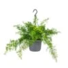 Asparagus 'Sprengeri' - Asgeplant In Hangpot - Pot 17 Cm -Hoogte 20 Cm -VIDAXL || Prosperplast || Decoris Winkel 1223122245
