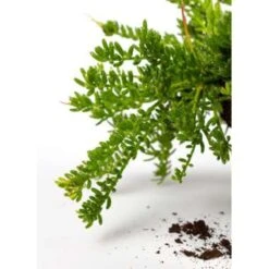 Koraalcactus In Hangpot -VIDAXL || Prosperplast || Decoris Winkel 1224847398 0102