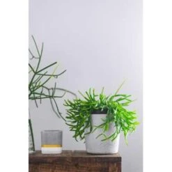 Koraalcactus In Hangpot -VIDAXL || Prosperplast || Decoris Winkel 1224847398 0103